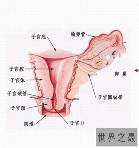 【图】生殖器图片在网上就可有搜到很多 供大家自创