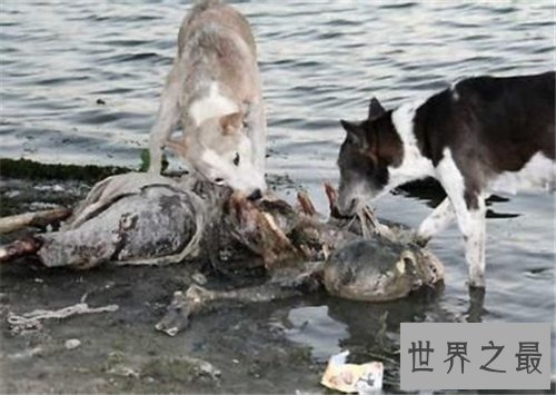 【图】恒河浮尸是怎样回事 印度人喝恒河浮尸的水