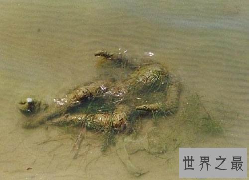 【图】恒河浮尸是怎样回事 印度人喝恒河浮尸的水