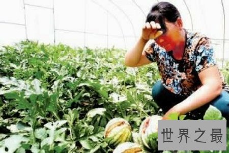 【图】你知道爆炸西瓜吗 它对于瓜农来说无疑是晴天霹