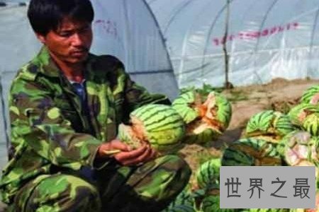 【图】你知道爆炸西瓜吗 它对于瓜农来说无疑是晴天霹
