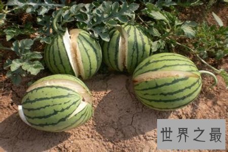 【图】你知道爆炸西瓜吗 它对于瓜农来说无疑是晴天霹