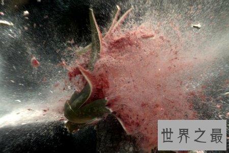 【图】你知道爆炸西瓜吗 它对于瓜农来说无疑是晴天霹