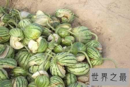 【图】你知道爆炸西瓜吗 它对于瓜农来说无疑是晴天霹