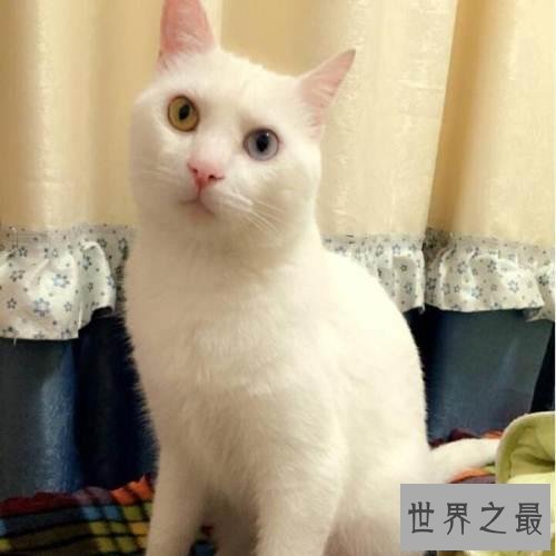 【图】最美丽的猫蓝眼白猫 确是上帝的败笔