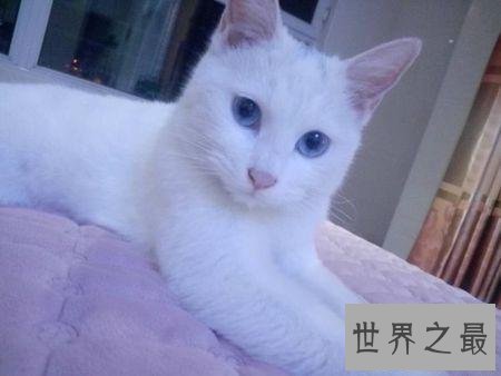 【图】最美丽的猫蓝眼白猫 确是上帝的败笔
