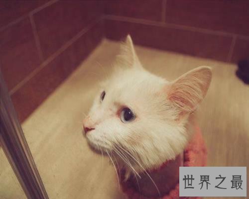 【图】最美丽的猫蓝眼白猫 确是上帝的败笔