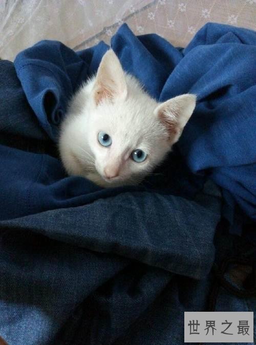 【图】最美丽的猫蓝眼白猫 确是上帝的败笔