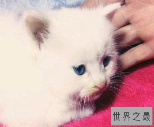 【图】最美丽的猫蓝眼白猫 确是上帝的败笔