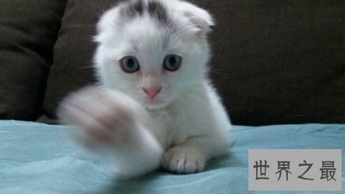 【图】最美丽的猫蓝眼白猫 确是上帝的败笔