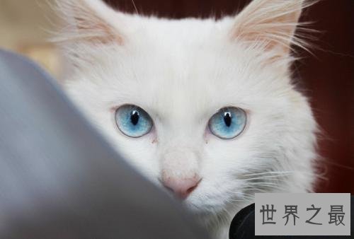 【图】最美丽的猫蓝眼白猫 确是上帝的败笔