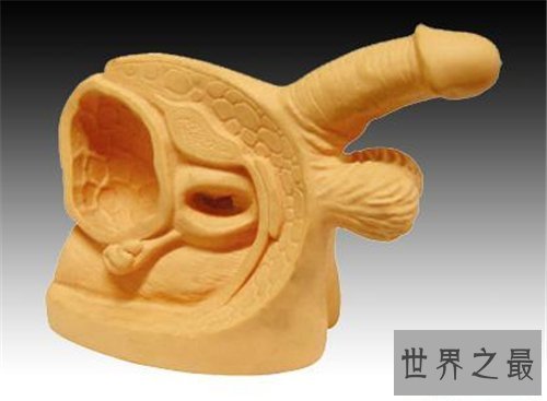 【图】男生殖器日常清洁护理方法 人造生态中酷似生殖