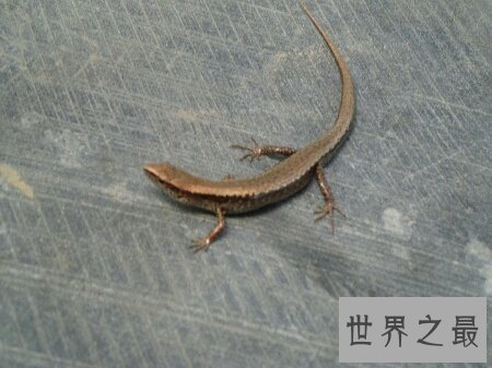 【图】这个既像蛇又像蜥蜴蝾螈的爬举动物四脚蛇