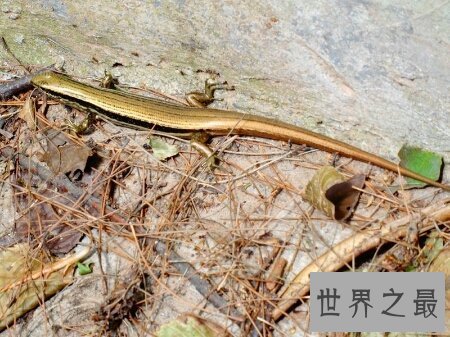 【图】这个既像蛇又像蜥蜴蝾螈的爬举动物四脚蛇