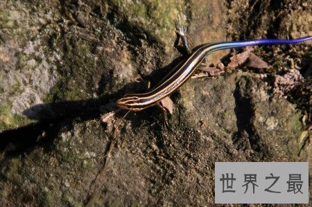 【图】这个既像蛇又像蜥蜴蝾螈的爬举动物四脚蛇