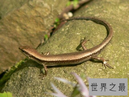 【图】这个既像蛇又像蜥蜴蝾螈的爬举动物四脚蛇