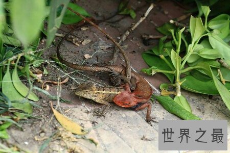 【图】这个既像蛇又像蜥蜴蝾螈的爬举动物四脚蛇