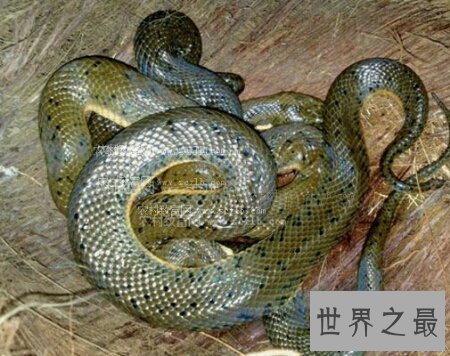 【图】咱们应该怎样去养殖有祛风除湿效用的泥蛇