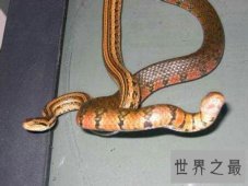 【图】我们应该怎么去养殖有祛风除湿功效的泥蛇