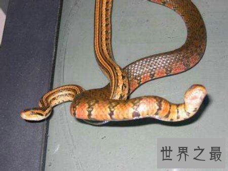 【图】咱们应该怎样去养殖有祛风除湿效用的泥蛇