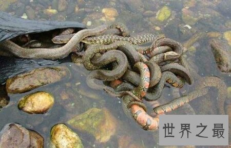 【图】咱们应该怎样去养殖有祛风除湿效用的泥蛇