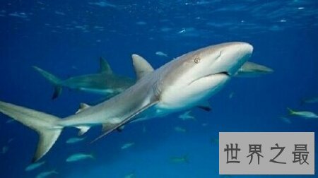 【图】领略世界人造景观的风采 格陵兰鲨你了解多少