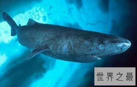 【图】领略世界人造景观的风采 格陵兰鲨你了解多少