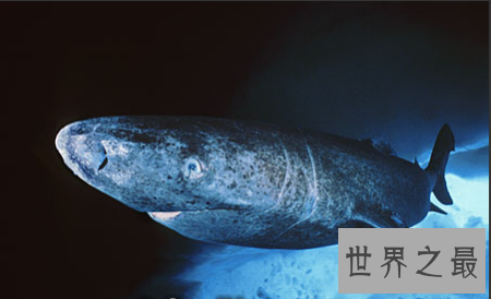 【图】领略世界人造景观的风采 格陵兰鲨你了解多少