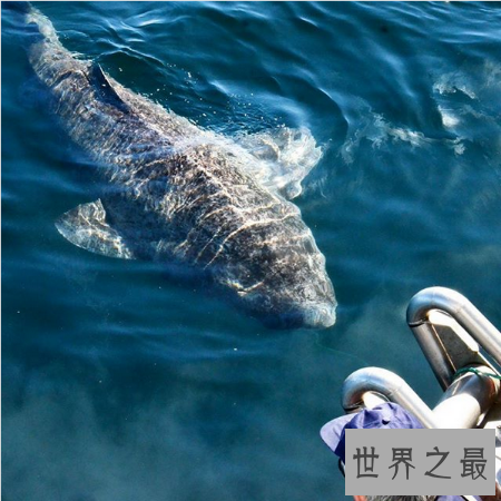 【图】领略世界人造景观的风采 格陵兰鲨你了解多少