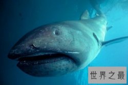 【图】领略世界自然景观的风采 格陵兰鲨你了解多少