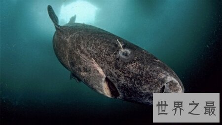 【图】领略世界人造景观的风采 格陵兰鲨你了解多少