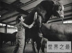 【图】女性采精师，美女护士齐上阵亲自用手，场面火