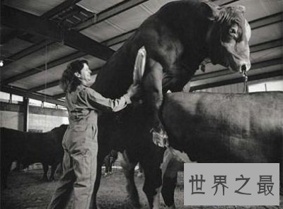 【图】女性采精师，美女护士齐上阵亲身用手，局面火