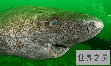 【图】世界上五大深海巨怪你知道几种 一同来揭秘吧