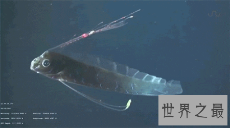 【图】世界上五大深海巨怪你知道几种 一同来揭秘吧