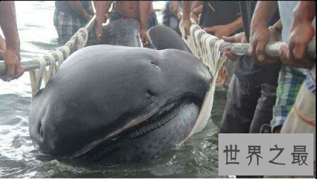 【图】世界上五大深海巨怪你知道几种 一同来揭秘吧