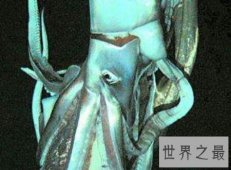 【图】世界上五大深海巨怪你知道几种 一起来揭秘吧