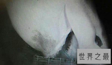 【图】世界上五大深海巨怪你知道几种 一同来揭秘吧