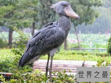 【图】让我来率领你们一同去领略鲸头鹳的精彩