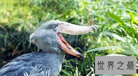 【图】让我来率领你们一同去领略鲸头鹳的精彩