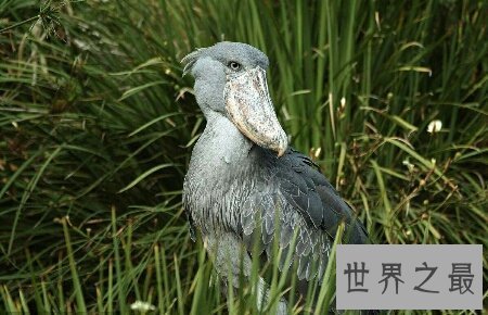 【图】让我来率领你们一同去领略鲸头鹳的精彩