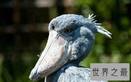 【图】让我来率领你们一同去领略鲸头鹳的精彩