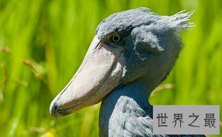 【图】让我来率领你们一同去领略鲸头鹳的精彩