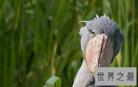 【图】让我来率领你们一同去领略鲸头鹳的精彩