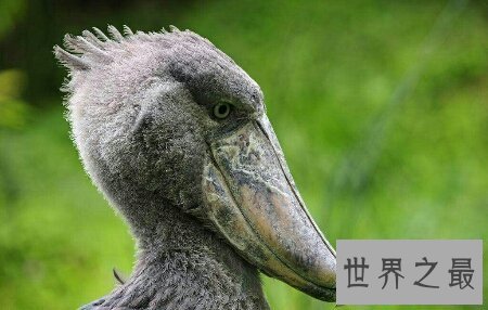 【图】让我来率领你们一同去领略鲸头鹳的精彩