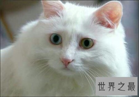 【图】你们知道世界上最陈旧的猫叫做安哥拉猫吗
