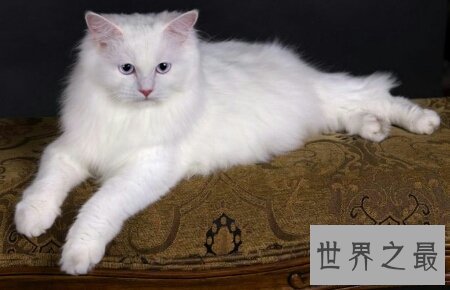 【图】你们知道世界上最陈旧的猫叫做安哥拉猫吗
