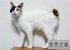 【图】你们知道世界上最古老的猫叫做安哥拉猫吗
