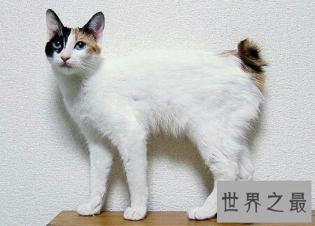 【图】你们知道世界上最陈旧的猫叫做安哥拉猫吗