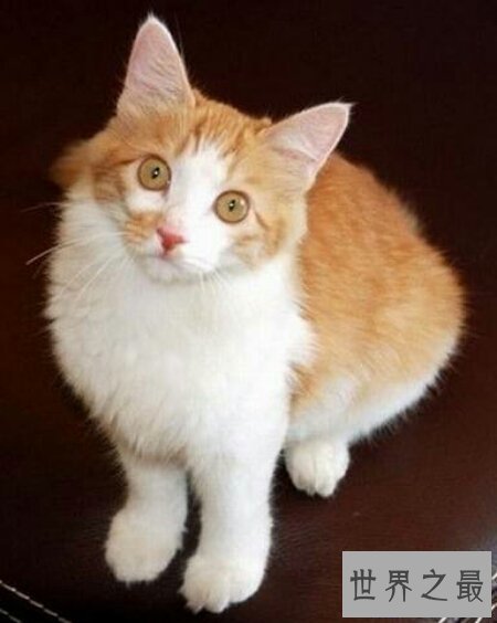 【图】你们知道世界上最陈旧的猫叫做安哥拉猫吗